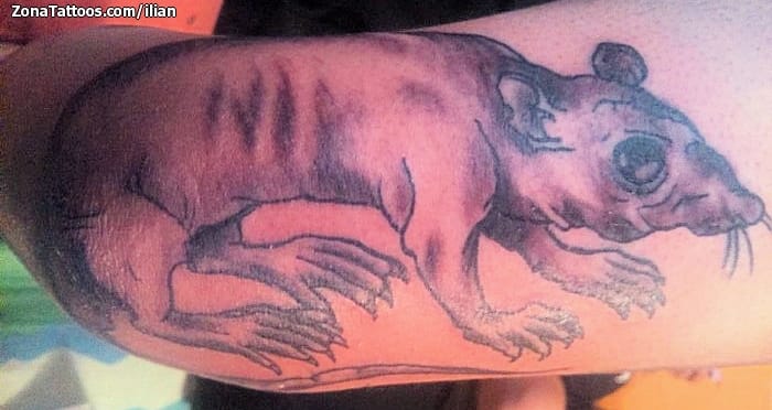 Foto de tatuaje Ratas, Animales