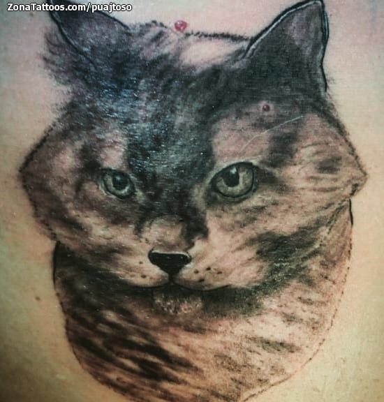 Foto de tatuaje Gatos, Animales