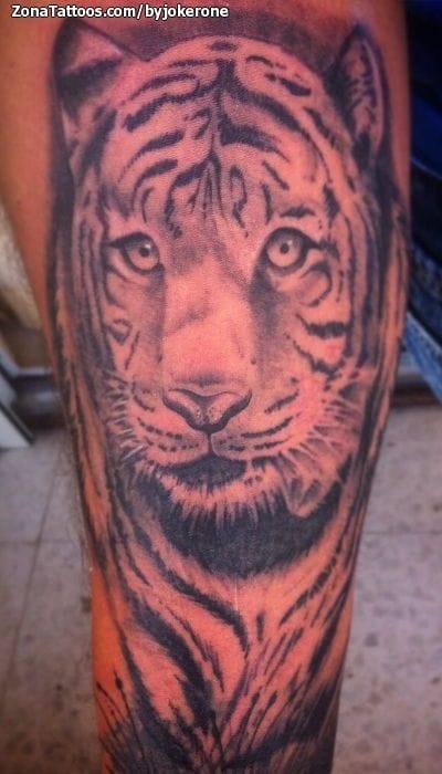 Tattoo photo Tigers, Animals