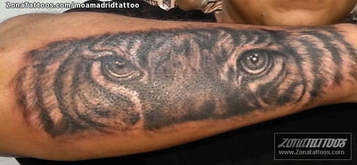 Tattoo photo Tigers, Animals, Forearm