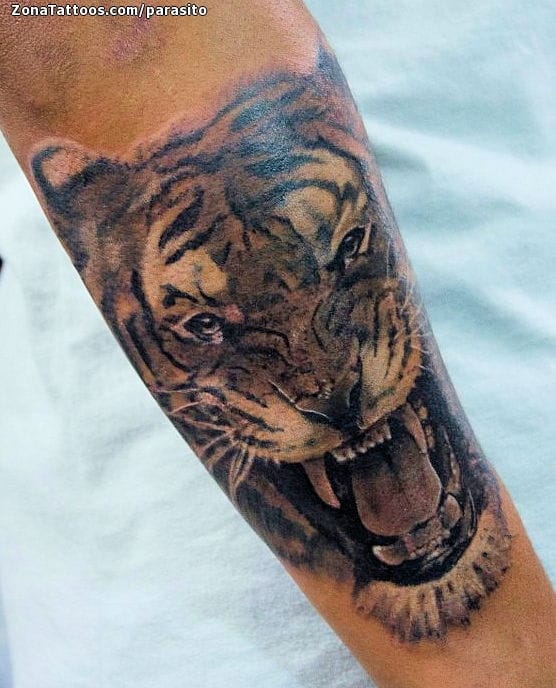 Tattoo photo Tigers, Animals, Forearm