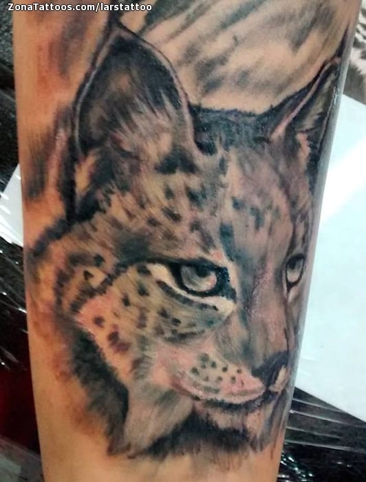 Foto de tatuaje Linces, Animales