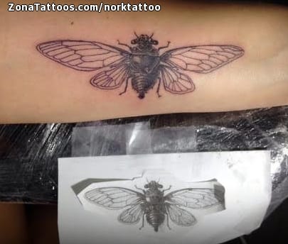 Tattoo photo Moths, Insects