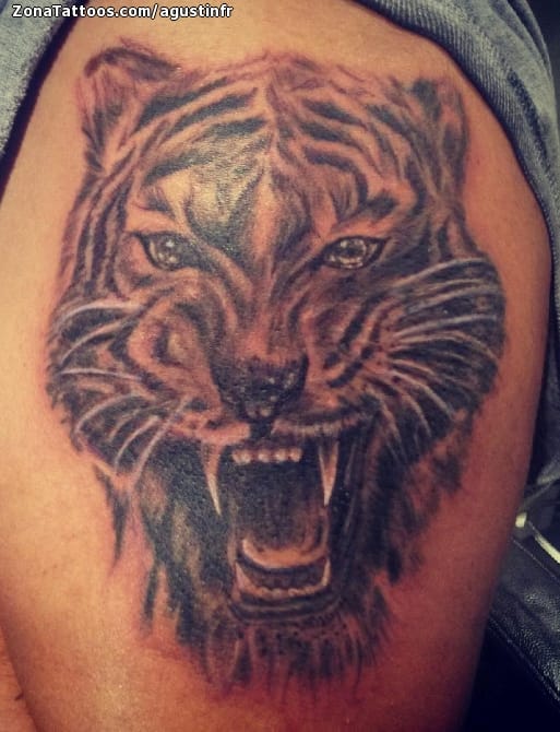 Foto de tatuaje Tigres, Animales