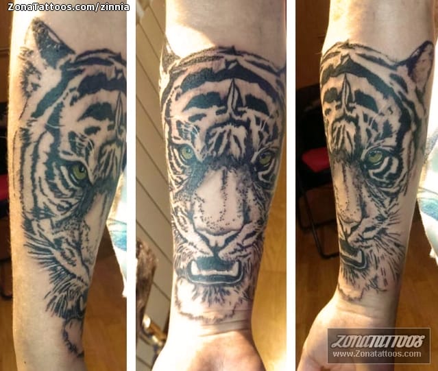 Tattoo photo Tigers, Animals, Forearm