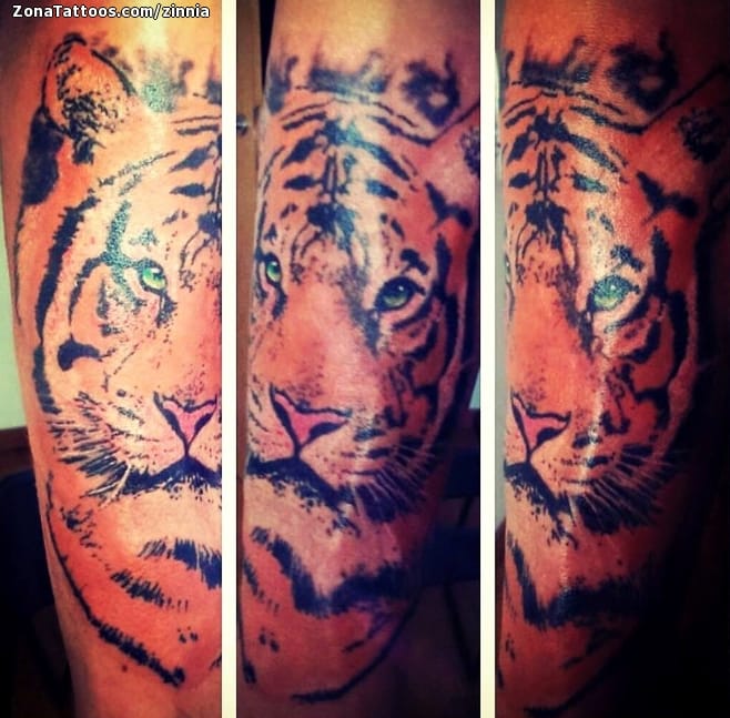 Foto de tatuaje Tigres, Animales