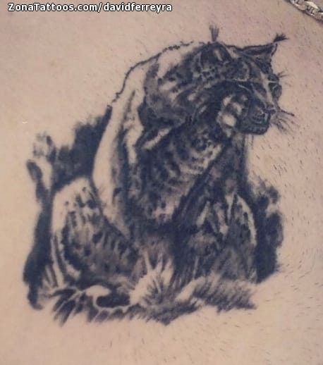 Foto de tatuaje Linces, Animales