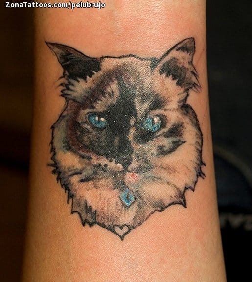 Foto de tatuaje Gatos, Animales, Pequeños