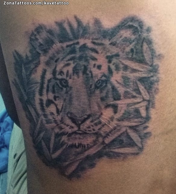 Foto de tatuaje Tigres, Animales, Bambú