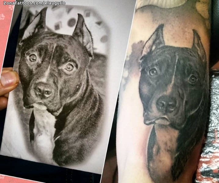 Tattoo photo Dogs, Animals, Pitbulls