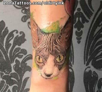 Foto de tatuaje Gatos, Animales, Sphynx