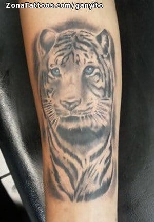 Foto de tatuaje Tigres, Animales