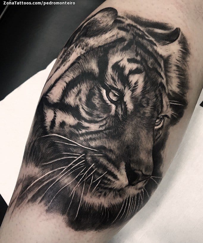 Foto de tatuaje Tigres, Animales