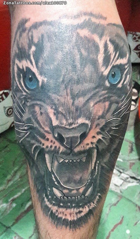 Foto de tatuaje Tigres, Animales, Pierna