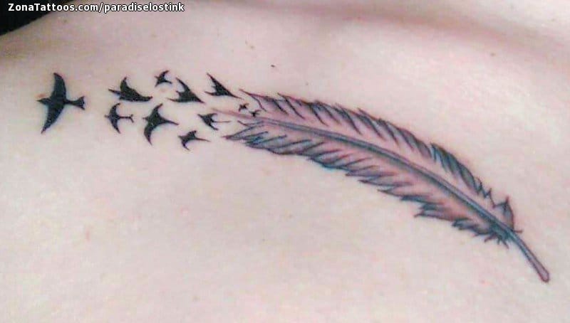 Foto de tatuaje Plumas, Aves