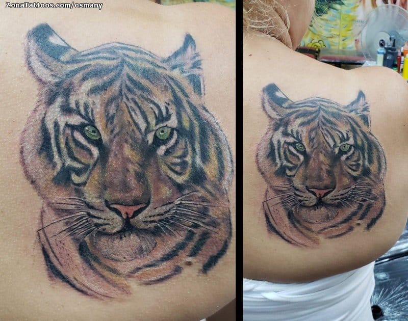Tattoo of Tigers, Animals, Shoulder blade