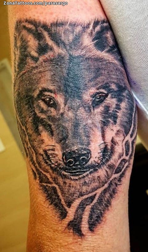 Foto de tatuaje Lobos, Animales