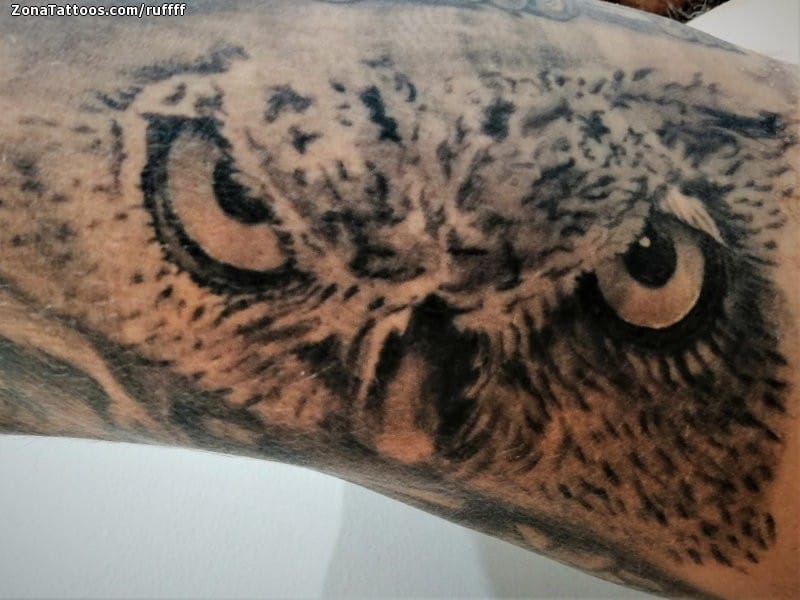 Foto de tatuaje Búhos, Aves, Animales