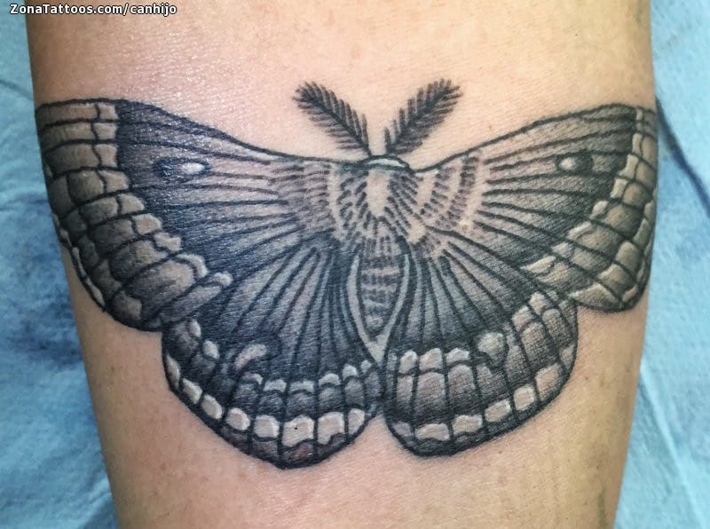 Foto de tatuaje Polillas, Mariposas, Insectos