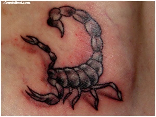 Tattoo photo Scorpions, Insects