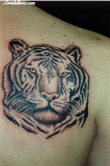 Foto de tatuaje Tigres, Animales