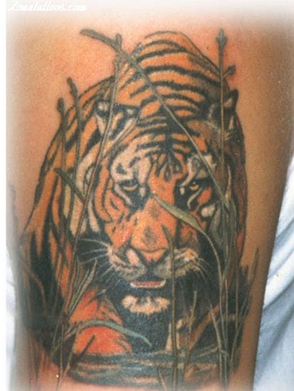 Tattoo photo Tigers, Animals