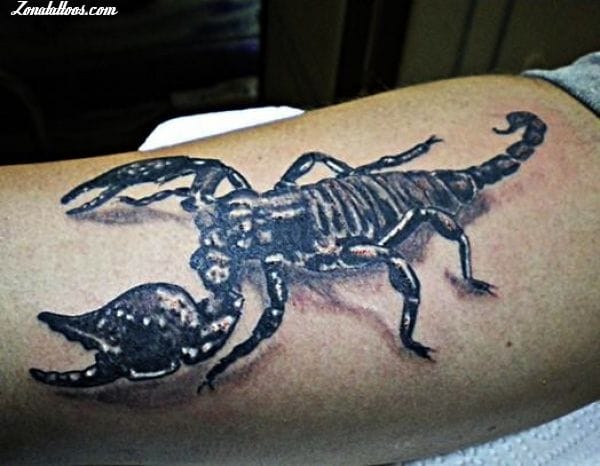 Tattoo photo Scorpions, Insects