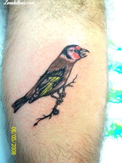 Shotsies Tattoo  Goldfinch by Theoni  Facebook