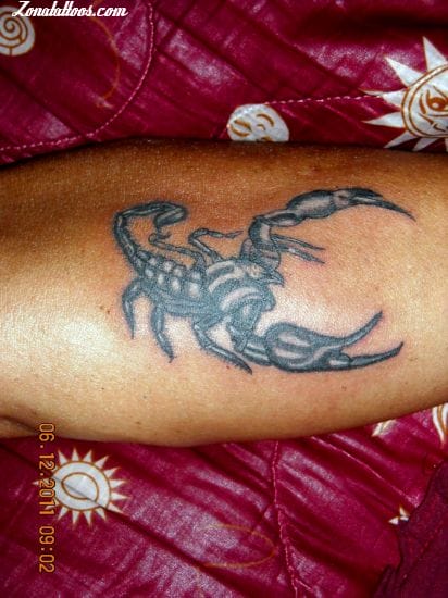 Tattoo photo Scorpions, Insects