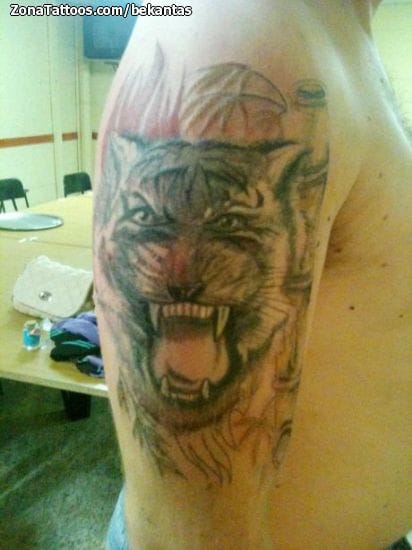 Foto de tatuaje Tigres, Animales