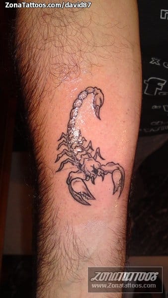 Tattoo photo Scorpions, Insects