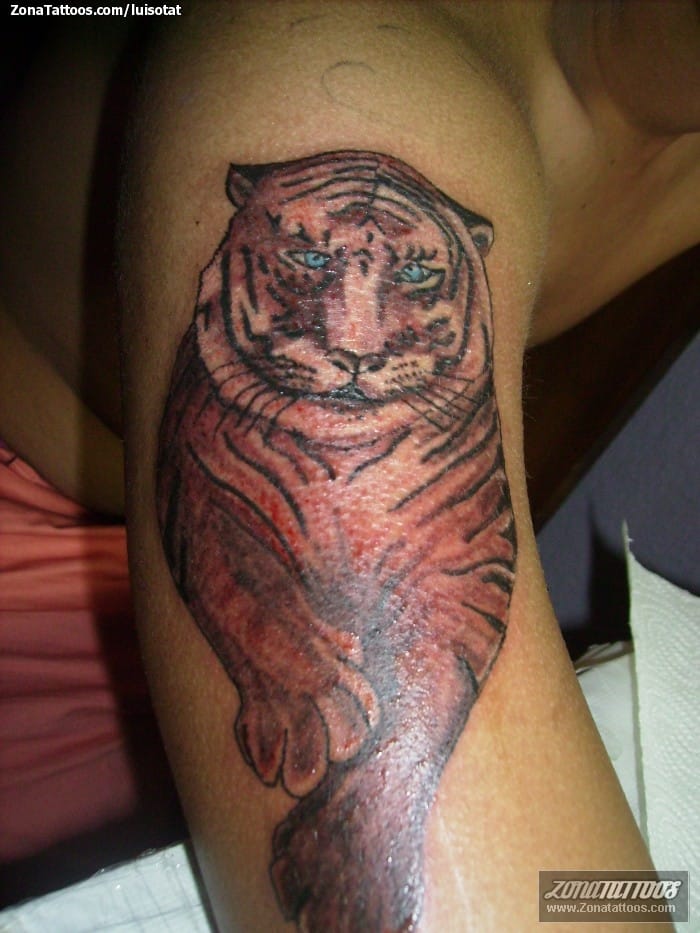 Foto de tatuaje Tigres, Animales