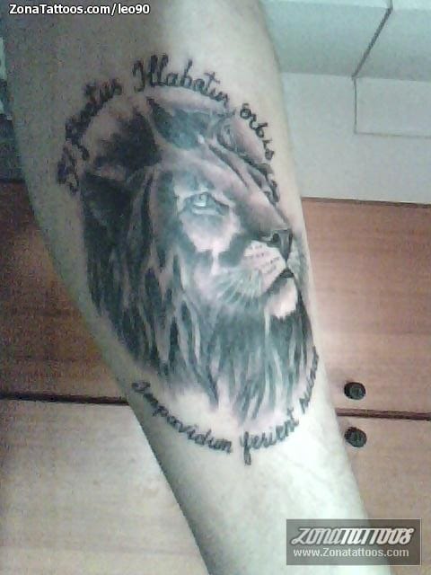 Foto de tatuaje Leones, Animales