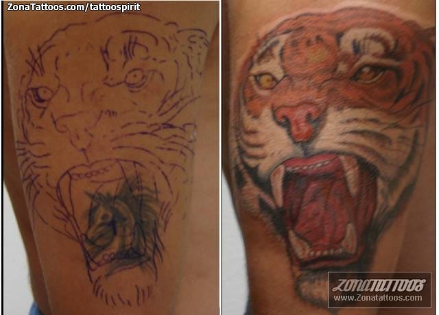 Tattoo photo Cover Up, Animals, Tigers