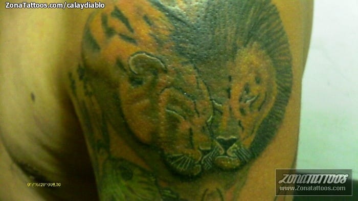 Foto de tatuaje Leones, Animales