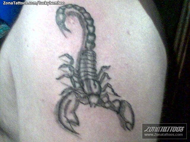 Tattoo photo Insects, Scorpions