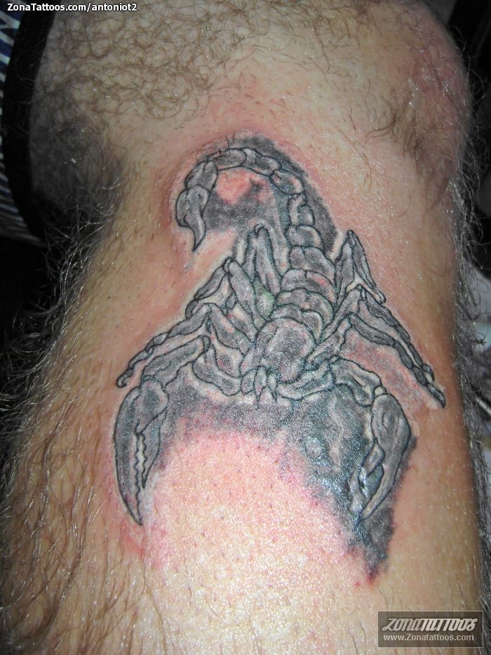 Tattoo photo Scorpions, Insects