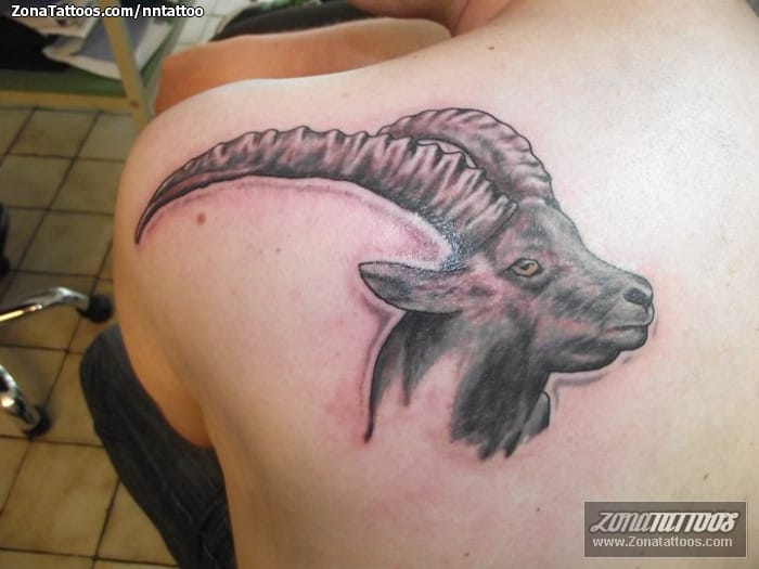 Tattoo photo Rams, Animals