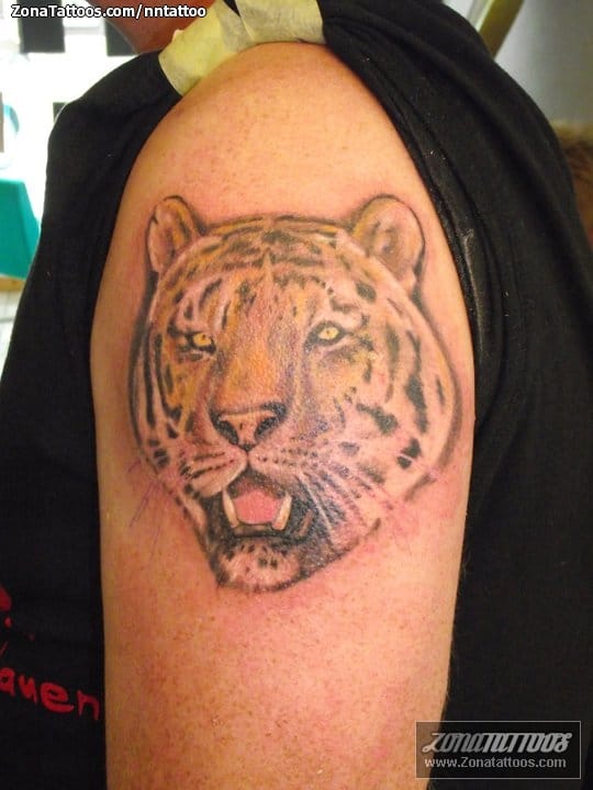 Foto de tatuaje Tigres, Animales