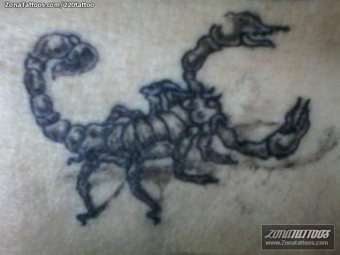 Tattoo photo Scorpions, Insects