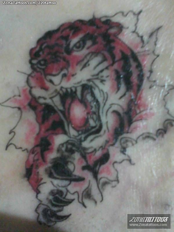 Foto de tatuaje Tigres, Animales