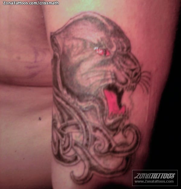 Tattoo photo Cougar, Tribal, Cover Up