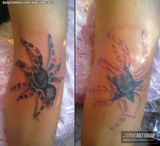 Tattoo photo Tarantulas, Insects, Cover Up