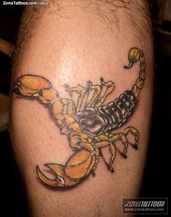 Foto de tatuaje Insectos, Escorpiones