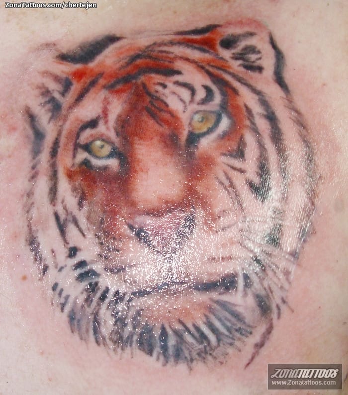 Tattoo photo Tigers, Animals