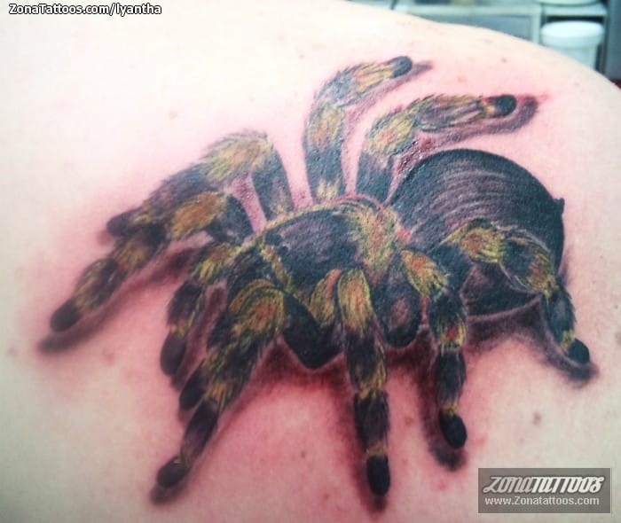 Tattoo photo Insects, Tarantulas