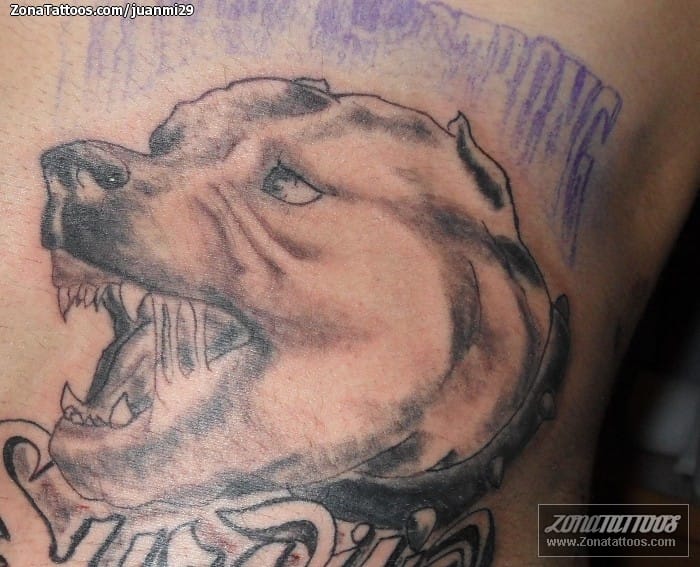 Tattoo photo Animals, Dogs, Pitbulls