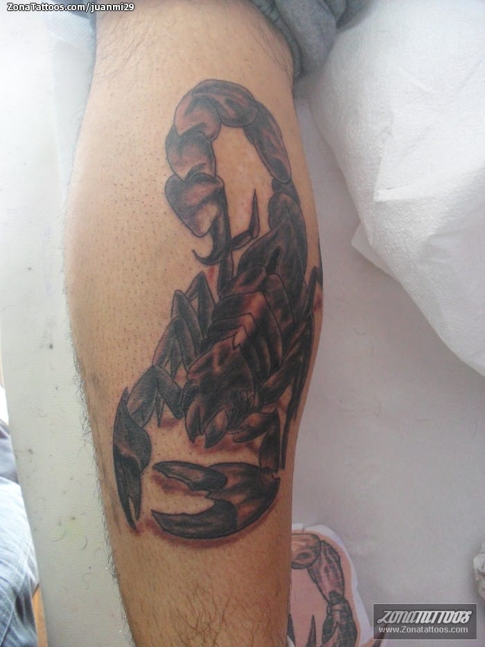 Tattoo photo Insects, Scorpions