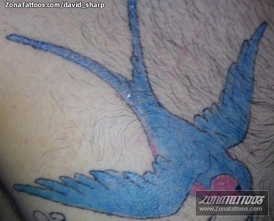 Foto de tatuaje Golondrinas, Aves, Animales