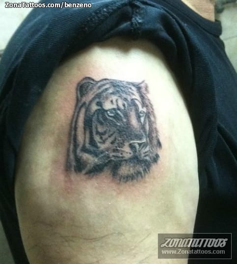 Foto de tatuaje Animales, Tigres